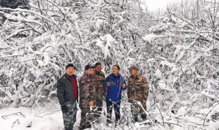 野生大熊猫倒立撒尿 野生大熊猫倒立撒尿