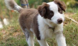 中国牧羊犬 中国牧羊犬