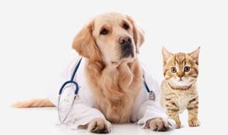 微信状态怎么养宠物